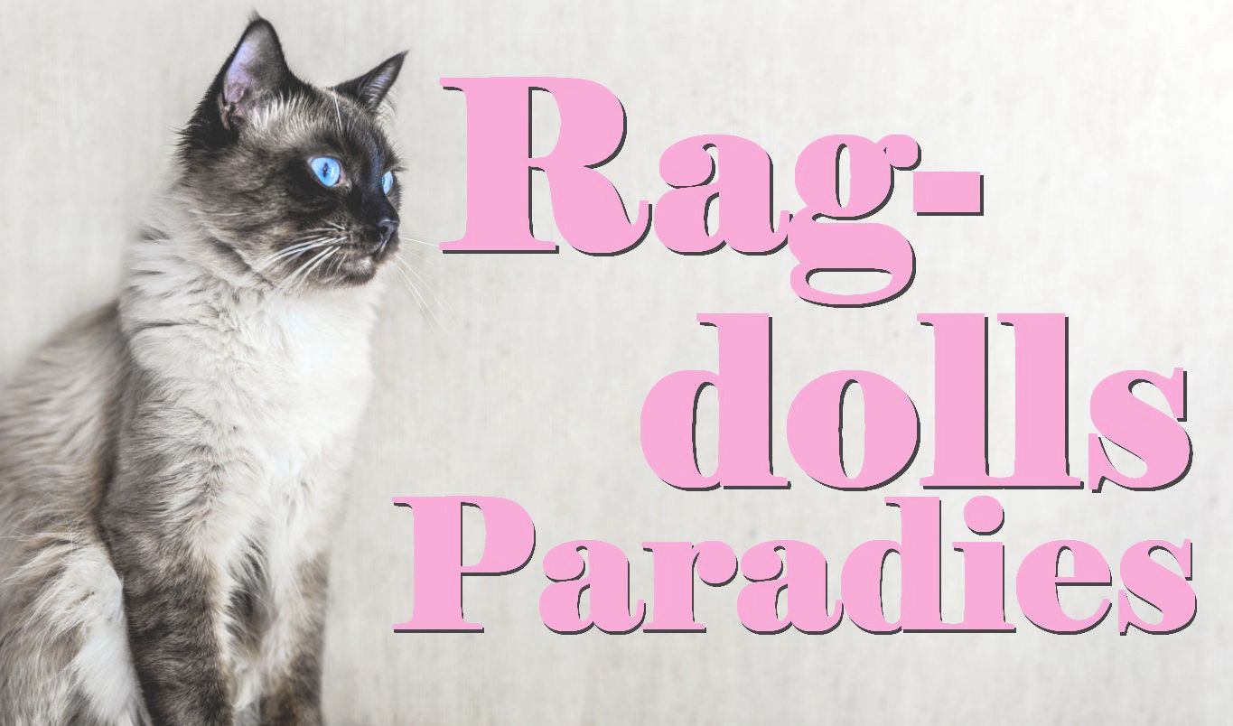 Ragdolls Paradies